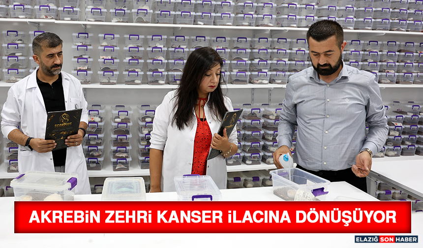 Akrebin Zehri Kanser İlacına Dönüşüyor