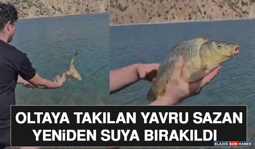 Oltaya Takılan Yavru Sazan Yeniden Suya Bırakıldı