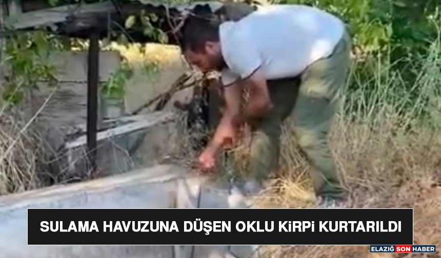 Sulama Havuzuna Düşen Oklu Kirpi Kurtarıldı