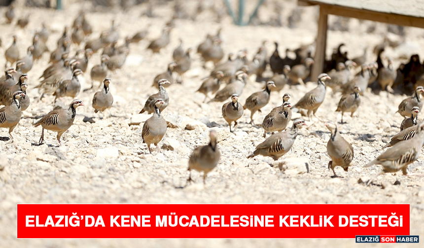Elazığ’da Kene Mücadelesine Keklik Desteği