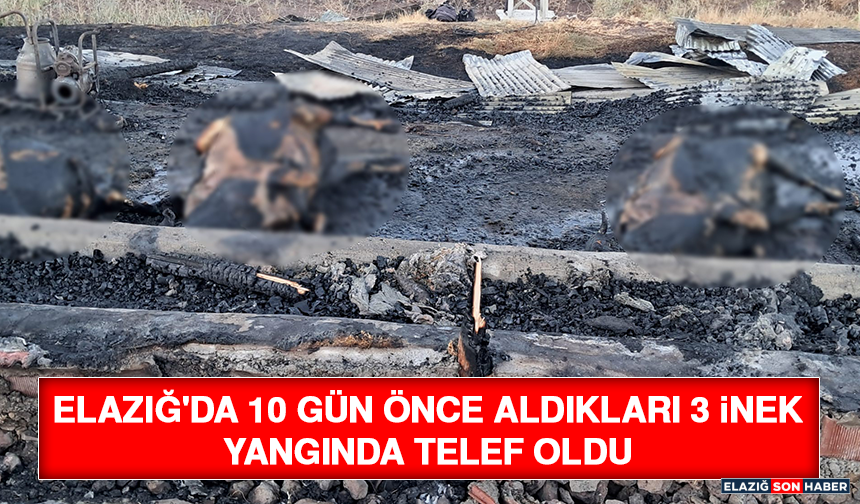 Elazığ'da 10 Gün Önce Aldıkları 3 İnek Yangında Telef Oldu
