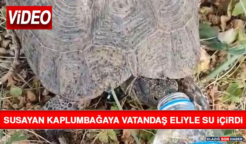 Susayan Kaplumbağaya Vatandaş Eliyle Su İçirdi