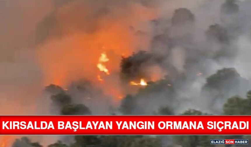 Kırsalda Başlayan Yangın Ormana Sıçradı