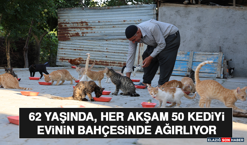 62 Yaşında, Her Akşam 50 Kediyi Evinin Bahçesinde Ağırlıyor