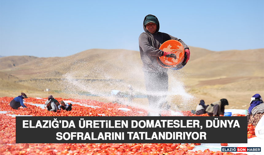 Elazığ'da Üretilen Domatesler, Dünya Sofralarını Tatlandırıyor
