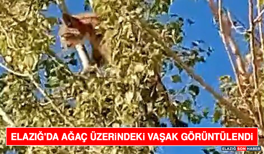 Elazığ'da Ağaç Üzerindeki Vaşak Görüntülendi