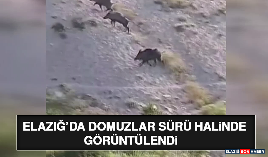 Elazığ’da Domuzlar Sürü Halinde Görüntülendi