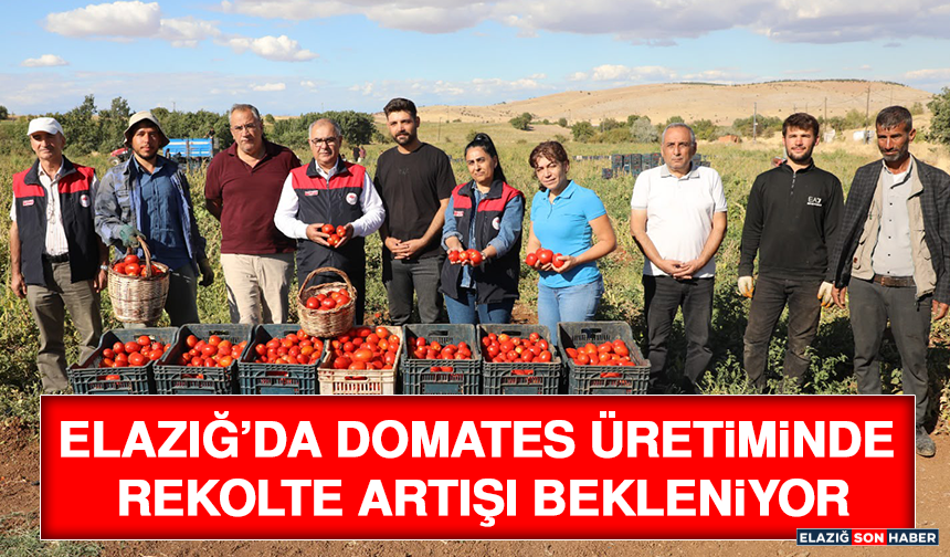 Elazığ’da Domates Üretiminde Rekolte Artışı Bekleniyor