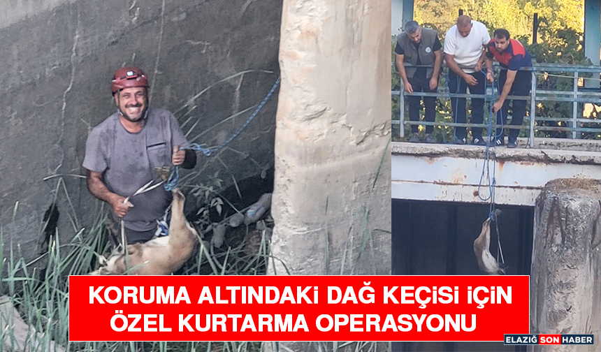 Koruma Altındaki Dağ Keçisi İçin Özel Kurtarma Operasyonu