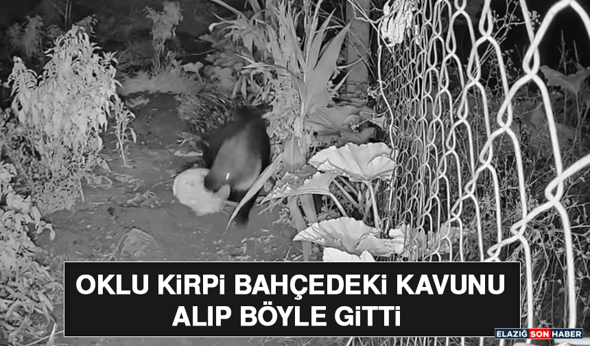 Oklu Kirpi Bahçedeki Kavunu Alıp Böyle Gitti