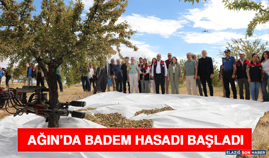 Ağın’da Badem Hasadı Başladı