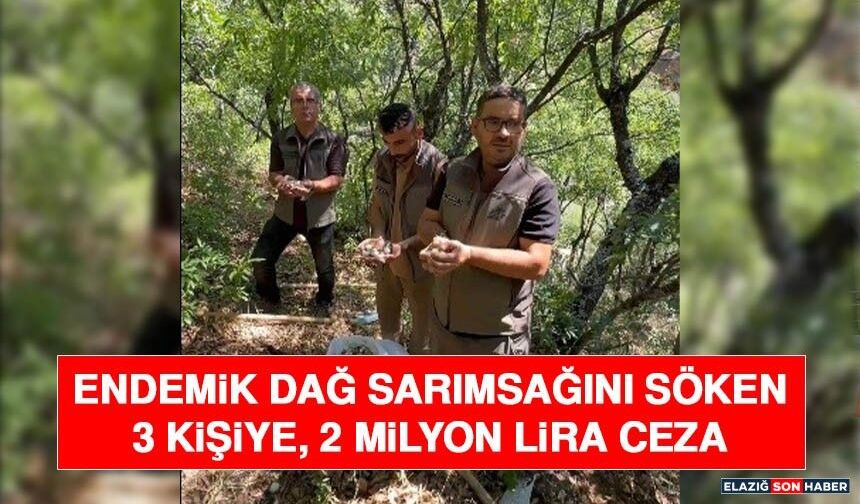 Endemik Dağ Sarımsağını Söken 3 Kişiye, 2 Milyon Lira Ceza