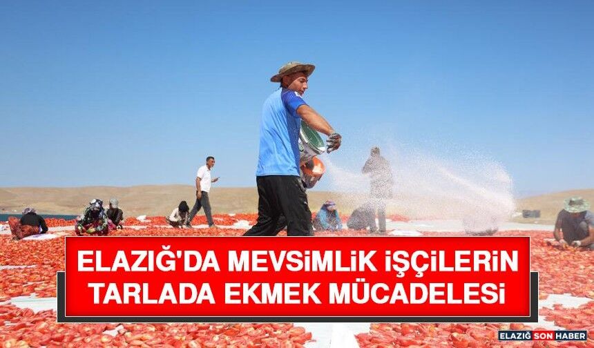Elazığ'da Mevsimlik İşçilerin Tarlada Ekmek Mücadelesi