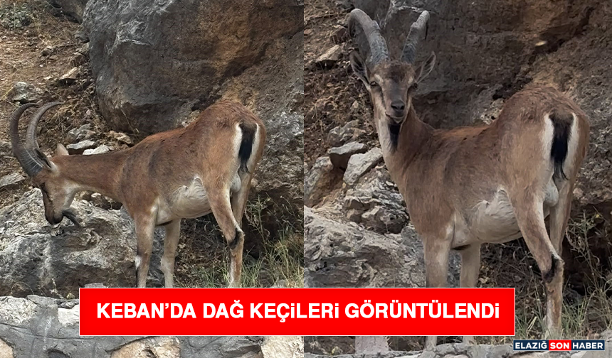 Keban’da Dağ Keçileri Görüntülendi