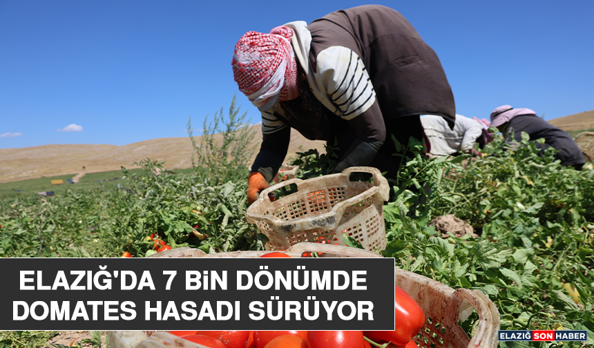 Elazığ'da 7 Bin Dönümde Domates Hasadı Sürüyor