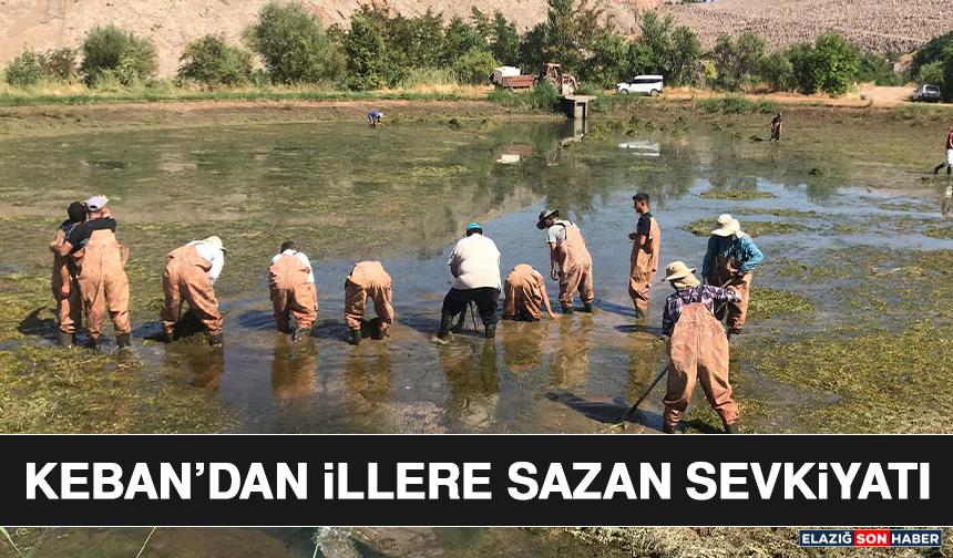 Keban’dan İllere Sazan Sevkiyatı