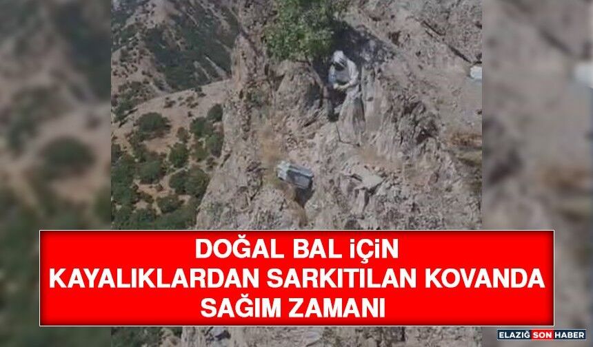 Doğal Bal İçin Kayalıklardan Sarkıtılan Kovanda Sağım Zamanı