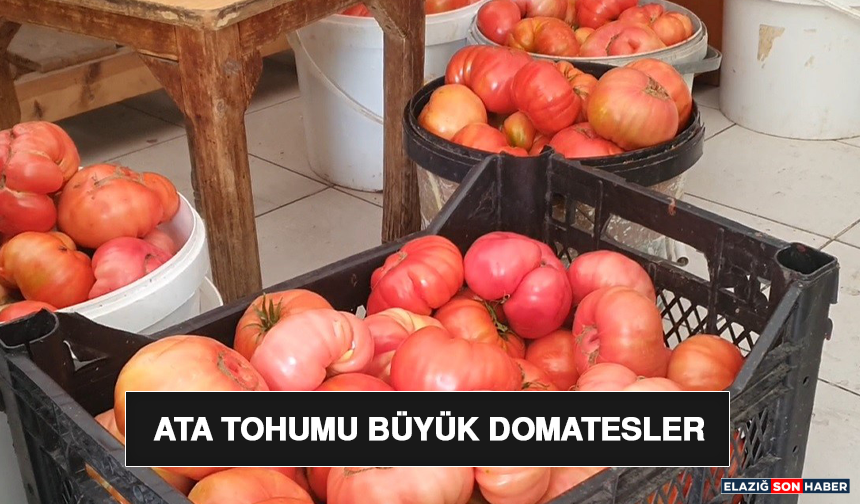 Ata Tohumu Büyük Domatesler