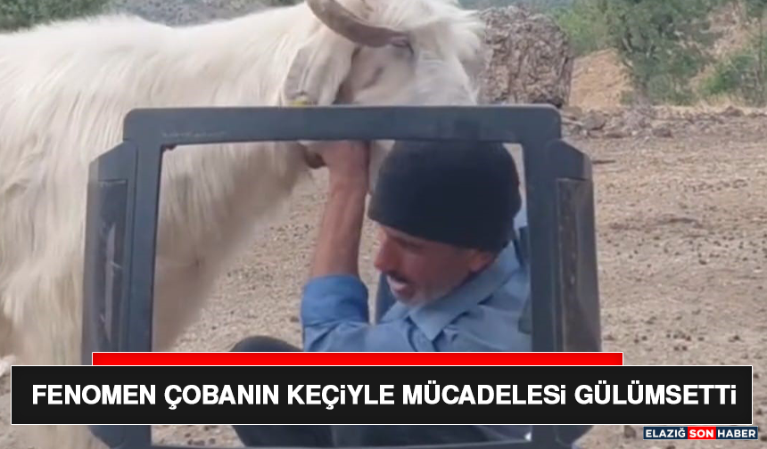 Fenomen Çobanın Keçiyle Mücadelesi Gülümsetti