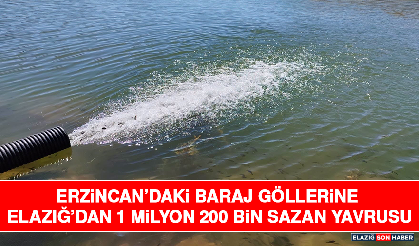 Erzincan’daki Baraj Göllerine Elazığ’dan 1 Milyon 200 Bin Sazan Yavrusu
