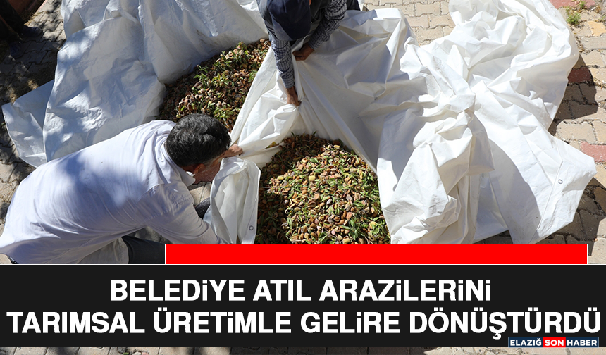 Belediye Atıl Arazilerini Tarımsal Üretimle Gelire Dönüştürdü