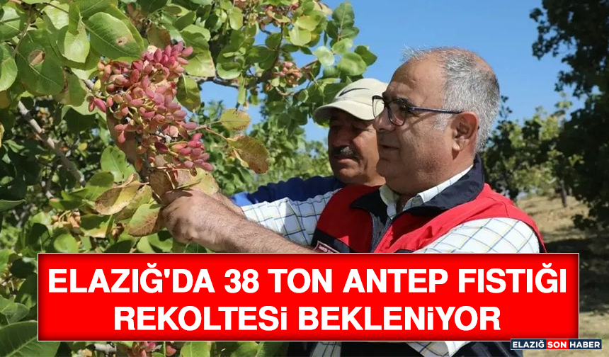 Elazığ'da 38 Ton Antep Fıstığı Rekoltesi Bekleniyor