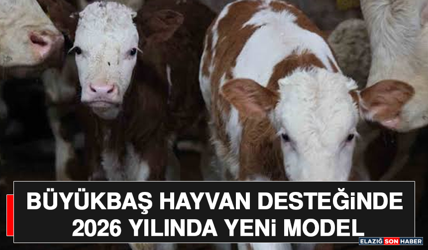 Büyükbaş Hayvan Desteğinde 2026 Yılında Yeni Model