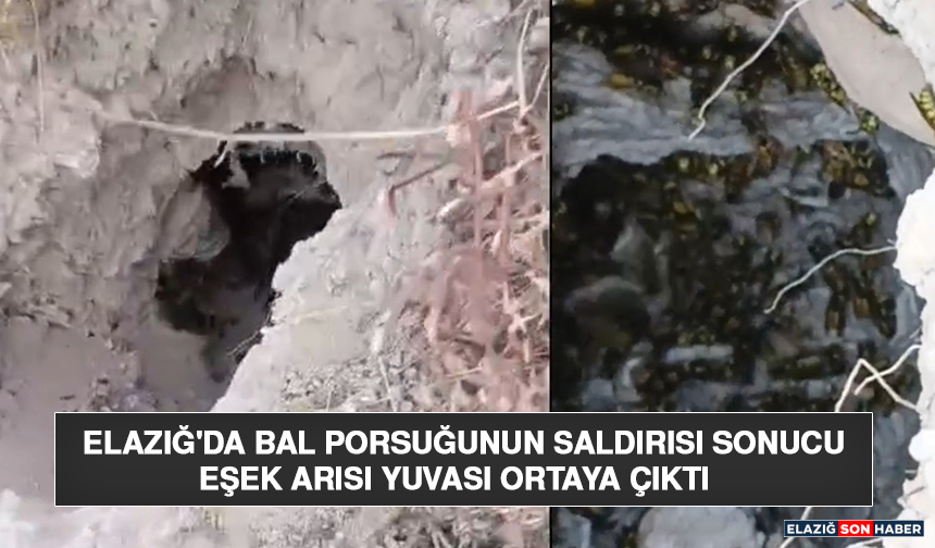 Elazığ'da Bal Porsuğunun Saldırısı Sonucu Eşek Arısı Yuvası Ortaya Çıktı
