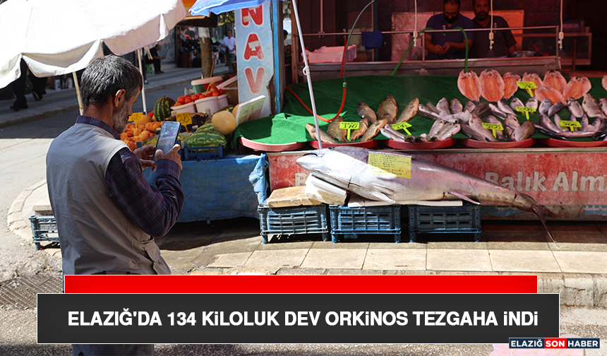 Elazığ'da 134 Kiloluk Dev Orkinos Tezgaha İndi
