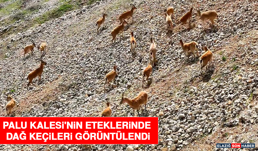 Palu Kalesi'nin Eteklerinde Dağ Keçileri Görüntülendi