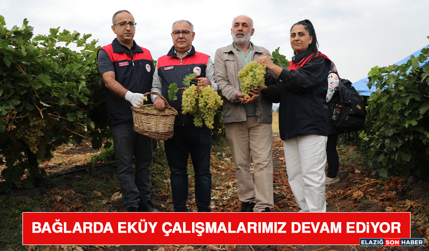 Bağlarda EKÜY Çalışmalarımız Devam Ediyor