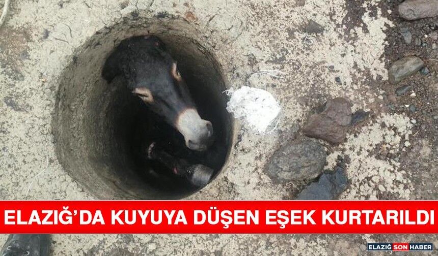 Elazığ’da Kuyuya Düşen Eşek Kurtarıldı