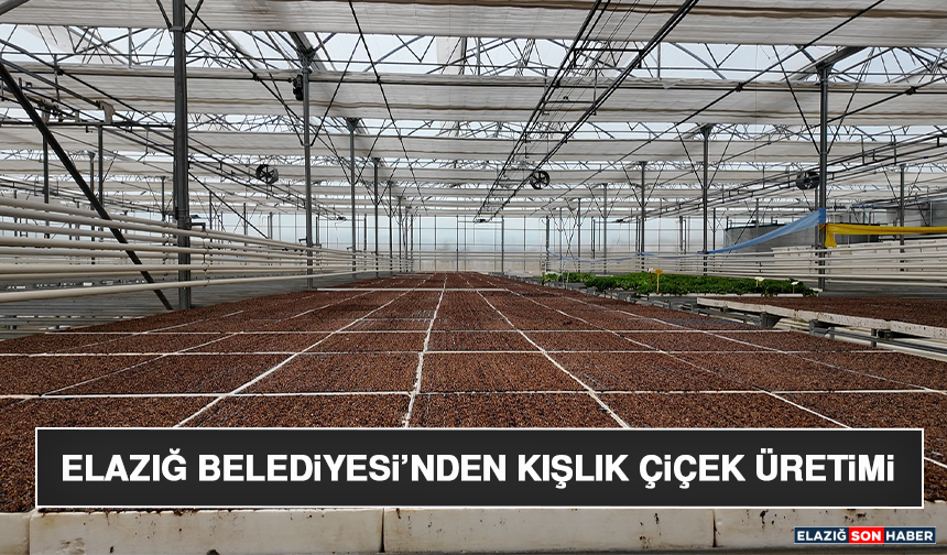 Elazığ Belediyesi’nden Kışlık Çiçek Üretimi