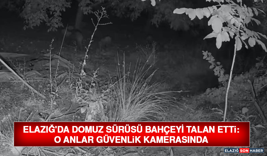Elazığ'da Domuz Sürüsü Bahçeyi Talan Etti: O Anlar Güvenlik Kamerasında