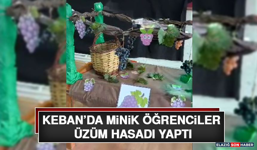 Keban’da Minik Öğrenciler Üzüm Hasadı Yaptı