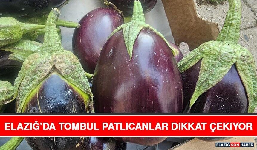 Elazığ’da Tombul Patlıcanlar Dikkat Çekiyor