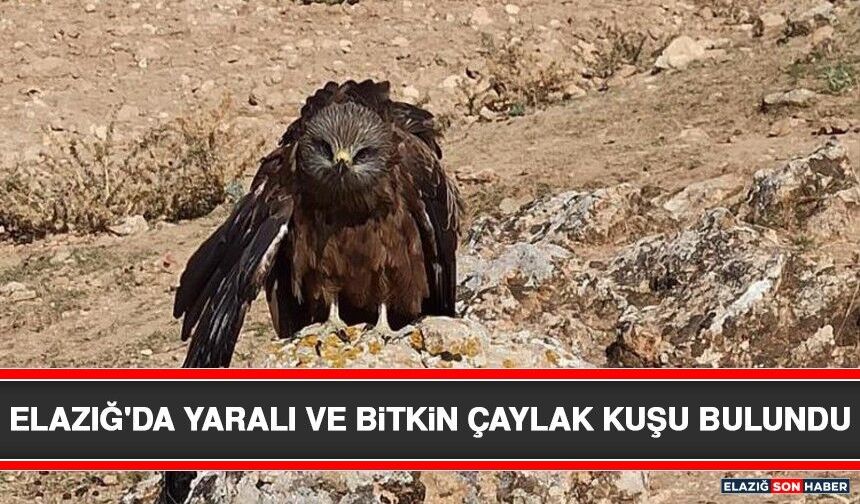 Elazığ'da Yaralı ve Bitkin Çaylak Kuşu Bulundu