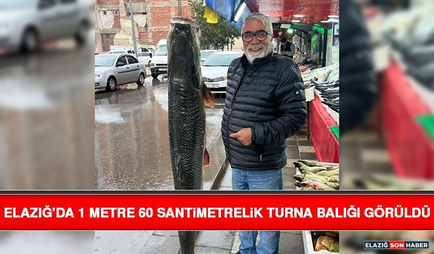 Elazığ’da 1 Metre 60 Santimetrelik Turna Balığı Görüldü