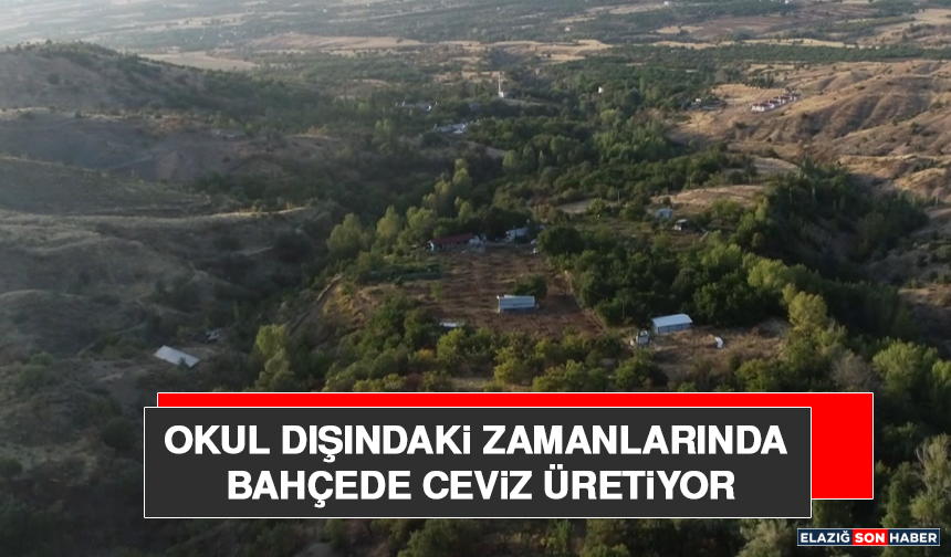 Okul Dışındaki Zamanlarında Bahçede Ceviz Üretiyor