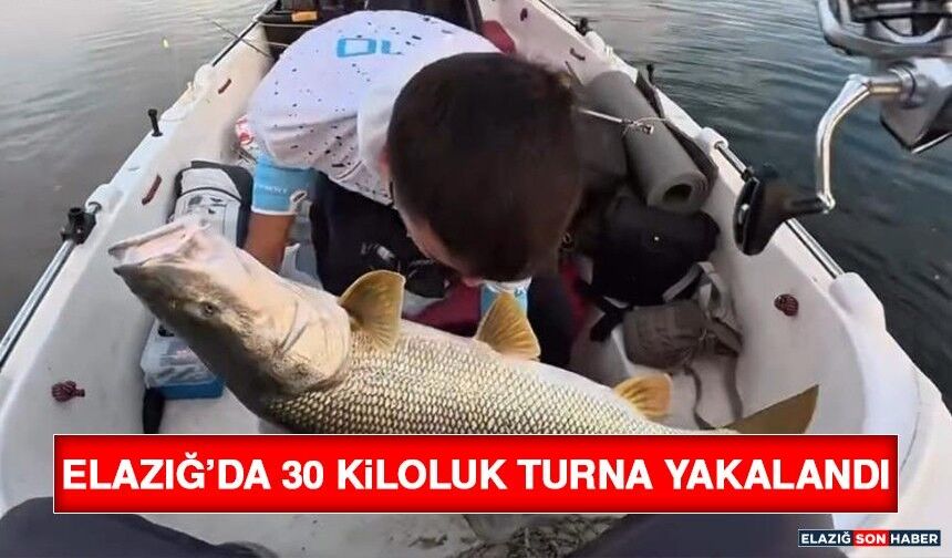 Elazığ’da 30 Kiloluk Turna Yakalandı