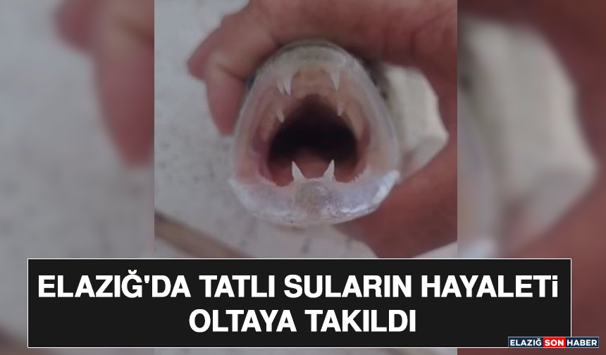 Elazığ'da Tatlı Suların Hayaleti Oltaya Takıldı