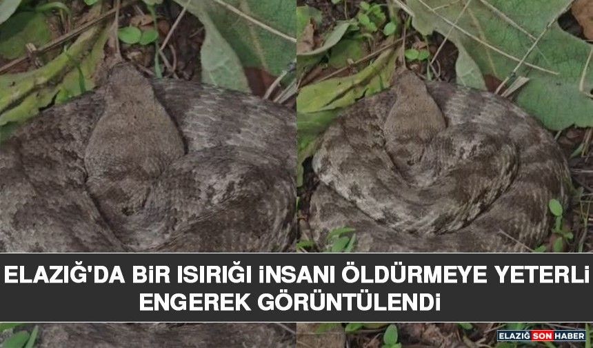 Elazığ'da Bir Isırığı İnsanı Öldürmeye Yeterli Engerek Görüntülendi