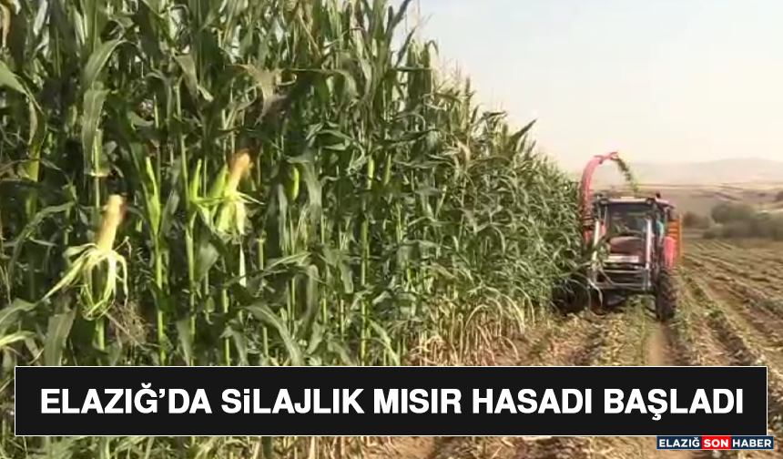 Elazığ’da Silajlık Mısır Hasadı Başladı