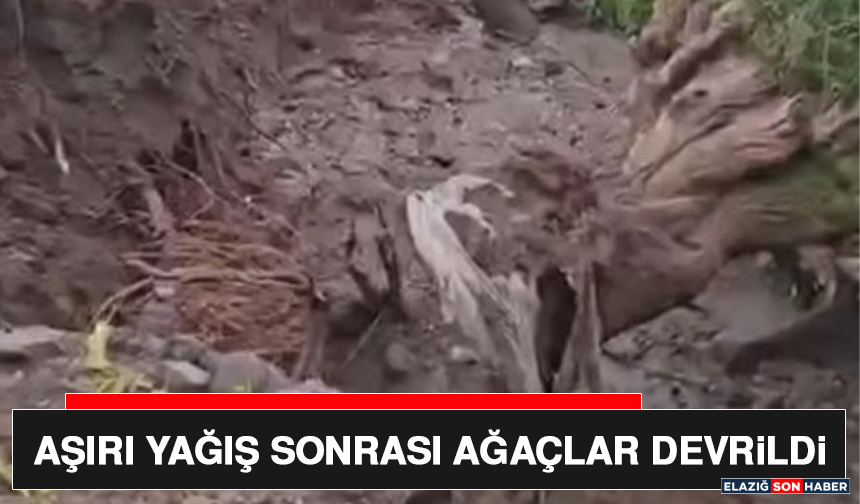 Aşırı Yağış Sonrası Ağaçlar Devrildi
