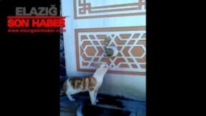 Elazığ'da Çeşmeden Su İçen Kedi Vatandaşları Gülümsetti