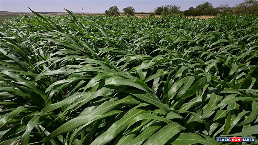 1745484674 Thumbs B C 79810F302Ec7858653Ad9