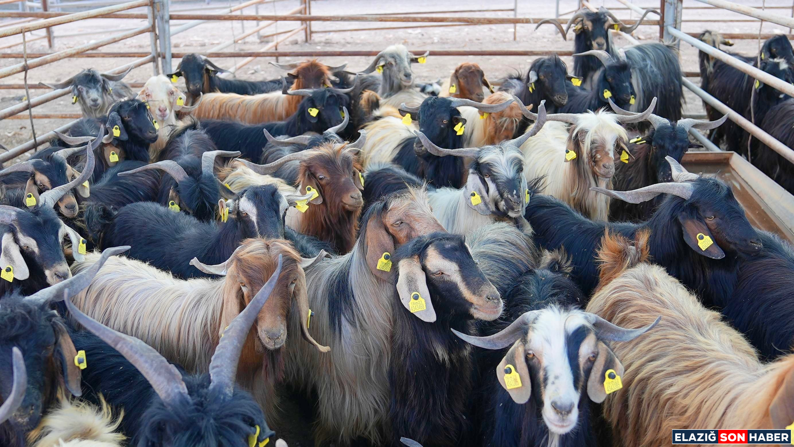 Elazig Belediyesi Kurban Satis 1748870642 N Els Rh