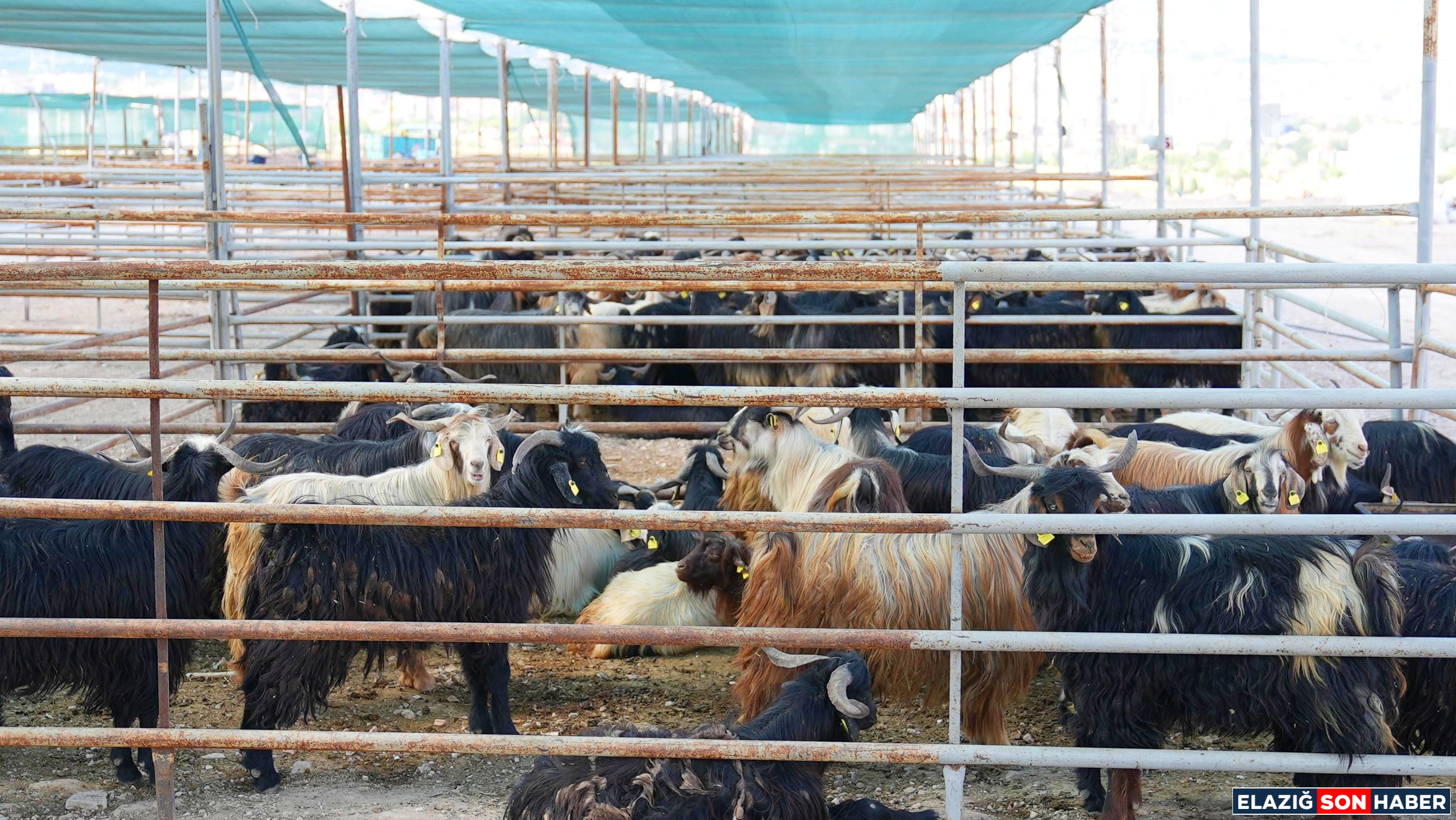 Elazig Belediyesi Kurban Satis 1748870650 Abwz T O