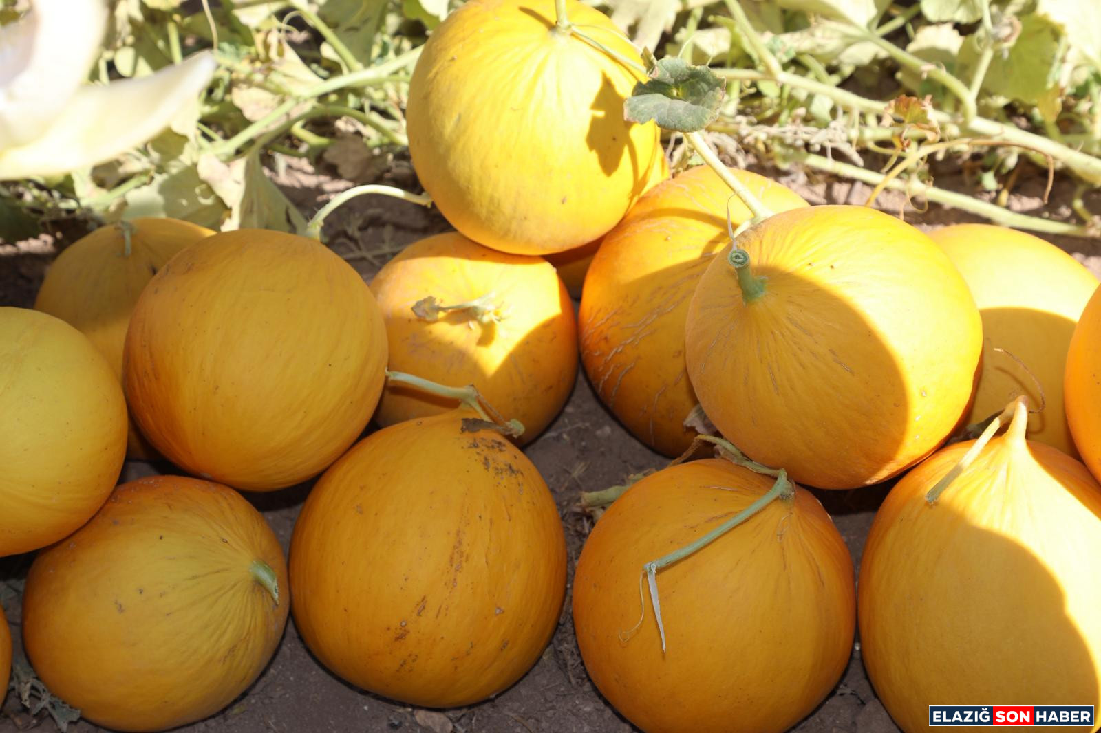 5C99142D 037F 4811 9Be0 8802Ccd52Dba