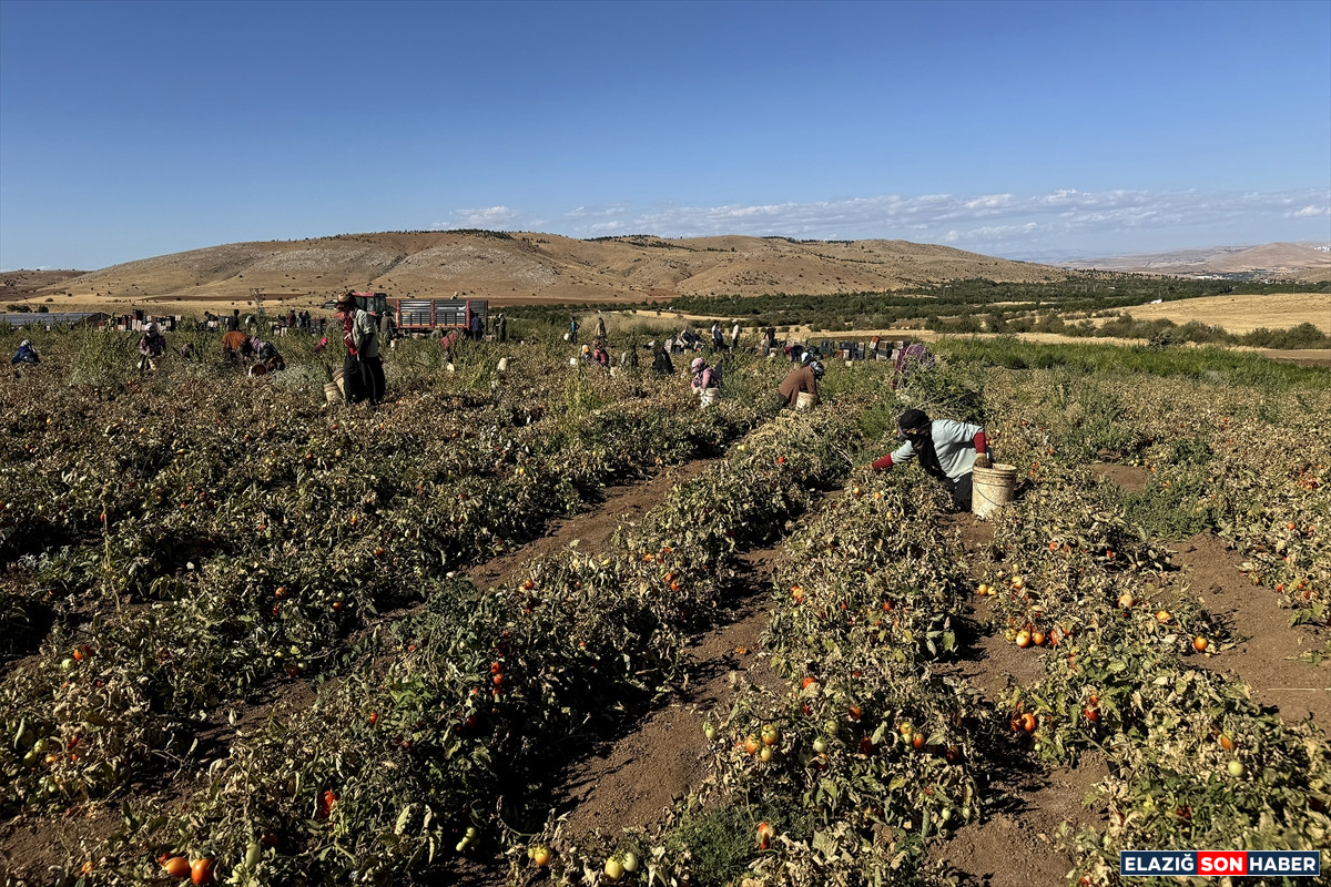 A A 20250916 39126221 39126211 E L A Z I G D A N I H R A C E D I L E N K U R U T U L M U S D O M A T E S D U N Y A S O F R A L A R I N A L E Z Z E T K A T I Y O R